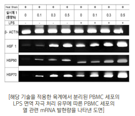 당귀 추출물 기반 고온 스트레스 저감 사료 솔루션